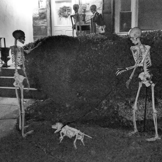 14482207_182982528774355_6460772561520164864_n