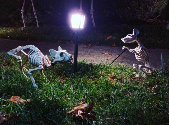 14719542_319511861748628_4921316335419392000_n